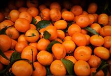 Ecuador exporta a EE.UU. unos 23.000 kilos de mandarinas vía marítima con tratamiento frío