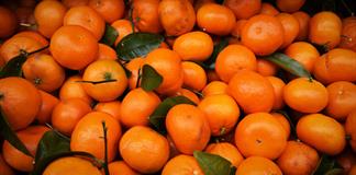 Ecuador exporta a EE.UU. unos 23.000 kilos de mandarinas v&iacute;a mar&iacute;tima con tratamiento fr&iacute;o