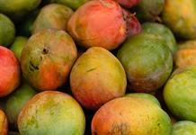 Cambio climático reduce 25% la producción de mango; exportadores piden certidumbre por T-MEC Cambio climático reduce 25% la producción de mango; exportadores piden certidumbre por T-MEC