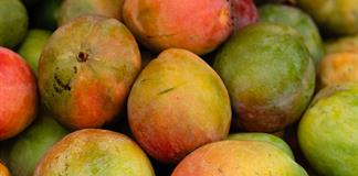 Cambio climático reduce 25% la producción de mango; exportadores piden certidumbre por T-MEC Cambio climático reduce 25% la producción de mango; exportadores piden certidumbre por T-MEC