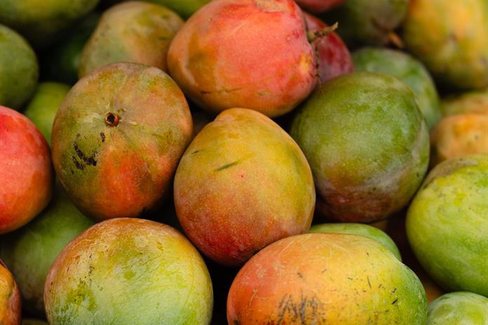 Cambio climático reduce 25% la producción de mango; exportadores piden certidumbre por T-MEC Cambio climático reduce 25% la producción de mango; exportadores piden certidumbre por T-MEC