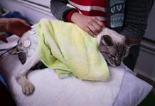 La paternidad de mascotas impulsa el gasto veterinario en América Latina La paternidad de mascotas impulsa el gasto veterinario en América Latina