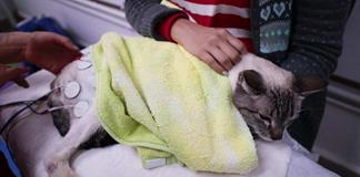 La paternidad de mascotas impulsa el gasto veterinario en América Latina La paternidad de mascotas impulsa el gasto veterinario en América Latina