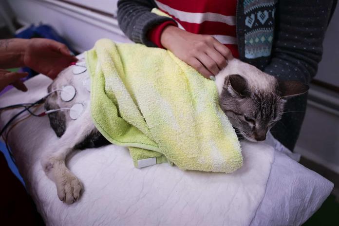 La paternidad de mascotas impulsa el gasto veterinario en América Latina La paternidad de mascotas impulsa el gasto veterinario en América Latina