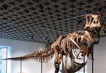 Un esqueleto de T. Rex se vende por un récord de 50,1 millones en subasta en Nueva York Un esqueleto de T. Rex se vende por un récord de 50,1 millones en subasta en Nueva York