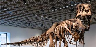 Un esqueleto de T. Rex se vende por un r&eacute;cord de 50,1 millones en subasta en Nueva York