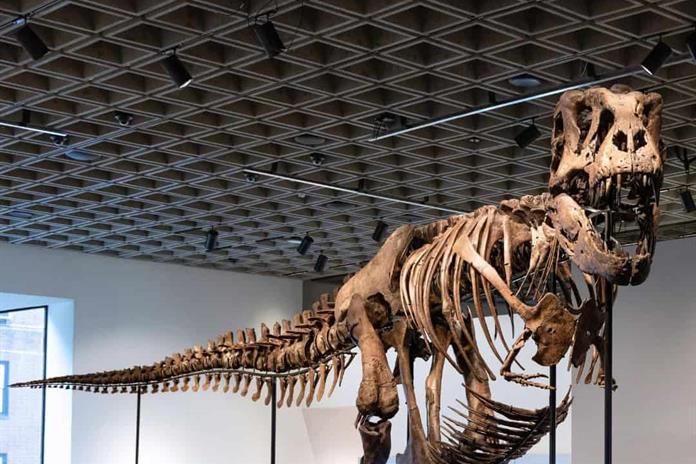 Un esqueleto de T. Rex se vende por un récord de 50,1 millones en subasta en Nueva York Un esqueleto de T. Rex se vende por un récord de 50,1 millones en subasta en Nueva York