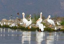 Proponen que el Día del Lago de Chapala se celebre el tercer viernes de julio