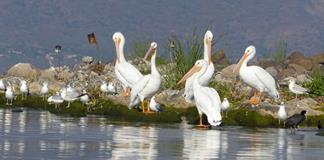 Proponen que el Día del Lago de Chapala se celebre el tercer viernes de julio Proponen que el Día del Lago de Chapala se celebre el tercer viernes de julio
