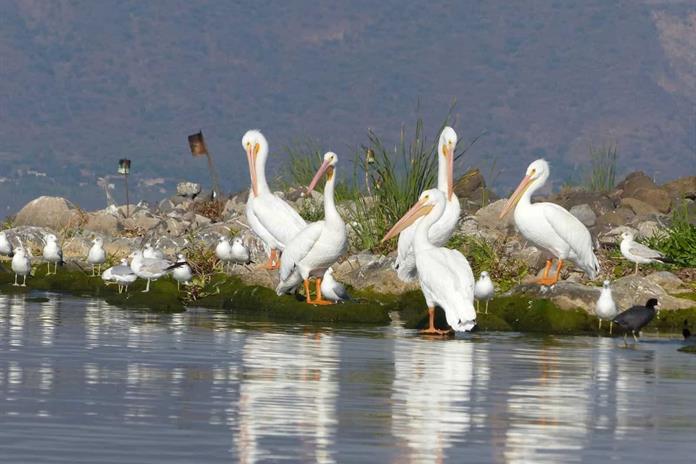 Proponen que el Día del Lago de Chapala se celebre el tercer viernes de julio Proponen que el Día del Lago de Chapala se celebre el tercer viernes de julio