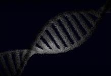 El uso de la IA para diseñar proteínas nuevas amplía las herramientas de edición genética El uso de la IA para diseñar proteínas nuevas amplía las herramientas de edición genética