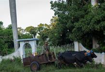 Del tractor al buey: el campo cubano se adapta a la falta de combustible Del tractor al buey: el campo cubano se adapta a la falta de combustible