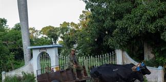 Del tractor al buey: el campo cubano se adapta a la falta de combustible Del tractor al buey: el campo cubano se adapta a la falta de combustible