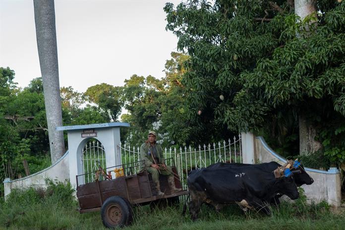 Del tractor al buey: el campo cubano se adapta a la falta de combustible Del tractor al buey: el campo cubano se adapta a la falta de combustible