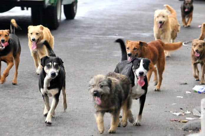 Vecinas de Zapotiltic denuncian aumento de perros y gatos abandonados en la vía pública 