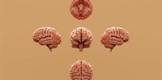 Equipo de Northwestern crea dispositivo para mapear actividad en organoides neuronales