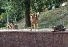 Vecinas de Zapotiltic denuncian aumento de perros y gatos abandonados en la vía pública Vecinas de Zapotiltic denuncian aumento de perros y gatos abandonados en la vía pública