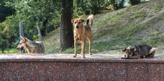 Vecinas de Zapotiltic denuncian aumento de perros y gatos abandonados en la v&iacute;a p&uacute;blica 