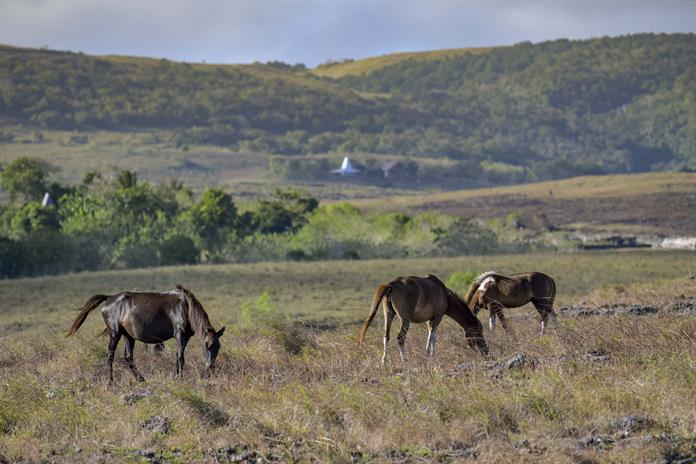 Sumba, la isla indonesia donde hay hombres y mujeres que viven como esclavos Sumba, la isla indonesia donde hay hombres y mujeres que viven como esclavos