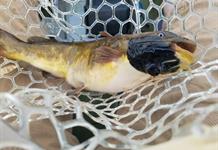 Identifican un cáncer transmisible entre peces, el cuarto documentado en animales