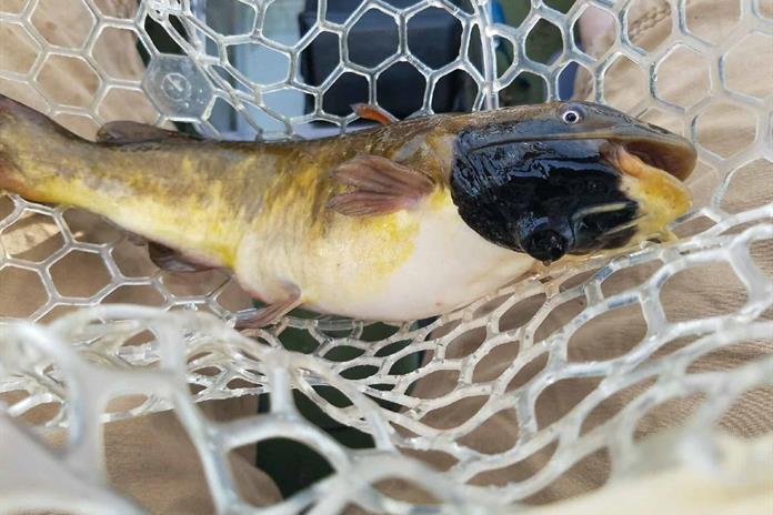 Identifican un cáncer transmisible entre peces, el cuarto documentado en animales Identifican un cáncer transmisible entre peces, el cuarto documentado en animales