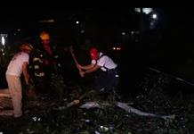Fueron 93 árboles los que derribó la tormenta de la madrugada del miércoles en la Zona Metropolitana de Guadalajara