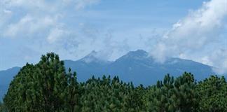 Vivero de FIPRODEFO en Zapotl&aacute;n produce 60 mil pinos para reforestar bosques de Jalisco.