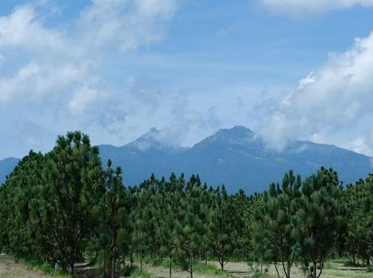 Vivero de FIPRODEFO en Zapotl&aacute;n produce 60 mil pinos para reforestar bosques de Jalisco