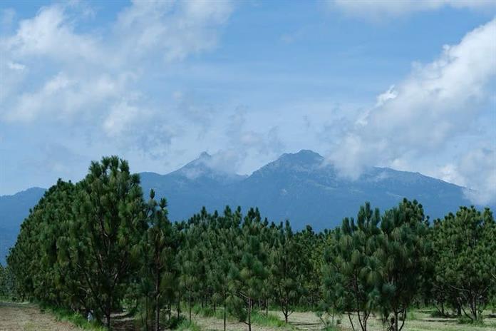 Vivero de FIPRODEFO en Zapotlán produce 60 mil pinos para reforestar bosques de Jalisco. Vivero de FIPRODEFO en Zapotlán produce 60 mil pinos para reforestar bosques de Jalisco.