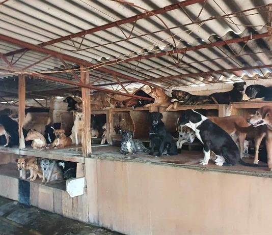 Abandono de perros en M&eacute;xico, Argentina y Brasil aument&oacute; un 20 % anual tras la pandemia