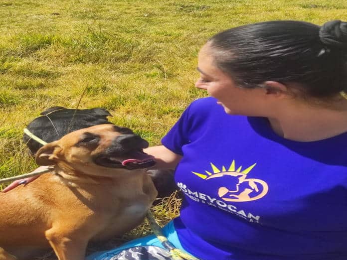 Abandono de perros en México, Argentina y Brasil aumentó un 20 % anual tras la pandemia