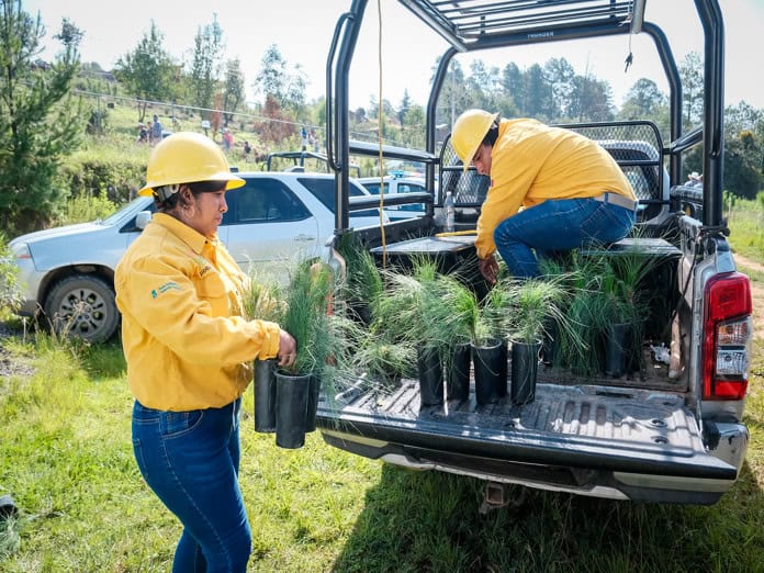 Arranca reforestación en la Meseta de Tapalpa con 2 mil árboles nativos en Ferrería de Tula.