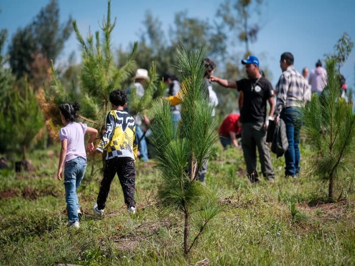 Arranca reforestación en la Meseta de Tapalpa con 2 mil árboles nativos en Ferrería de Tula.