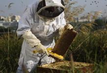 Sequía, deforestación y agave golpean a apicultores de Jamay