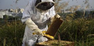 Gobierno de Jamay impartirá taller a apicultores para mayor aprovechamiento de la miel