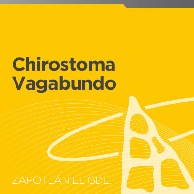 Chirostoma Vagabundo | 11 octubre 2019
