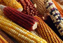 59 variedades de maíz mexicano peligran frente a maíz transgénico: CECCAM