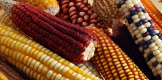 Falta de pruebas sobre maíz transgénico mantiene controversia sobre su uso