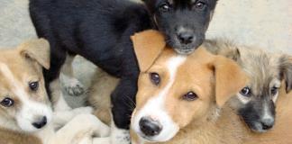 Buscan apadrinamientos para esterilizaciones de perros de Paraíso Canino