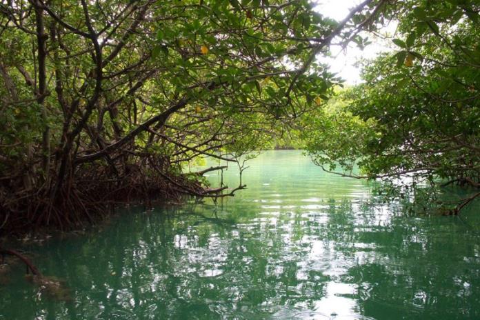 Convocatoria para “Áreas Naturales Protegidas” en la región Costa Sur cierra el 30 de junio