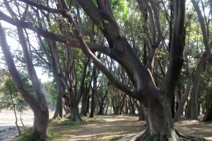 Venderán a particulares dos predios colindantes al parque El Deán Venderán a particulares dos predios colindantes al parque El Deán
