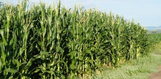 En el ejido de San Luis del Agua Caliente de Poncitlán, solamente una decena de agricultores apostarán al maíz en este temporal