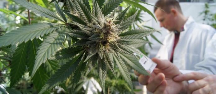 Marihuana Medicinal - El Expresso de las Diez - 15 de Noviembre de 2017