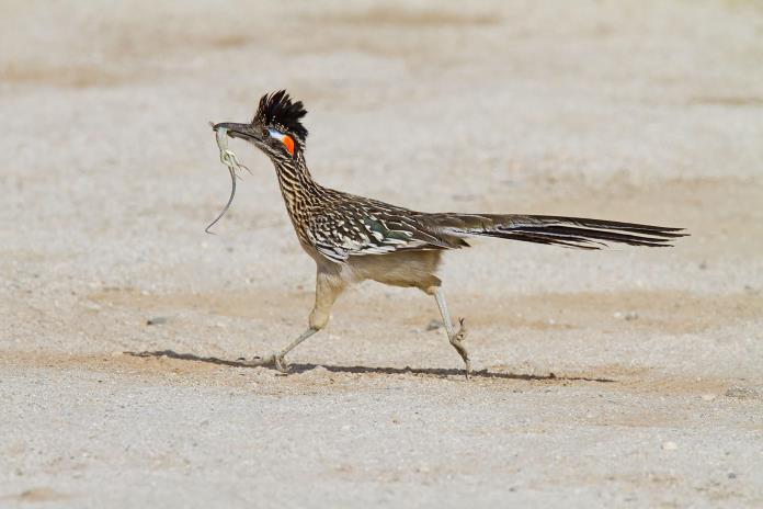 nido de correcaminos