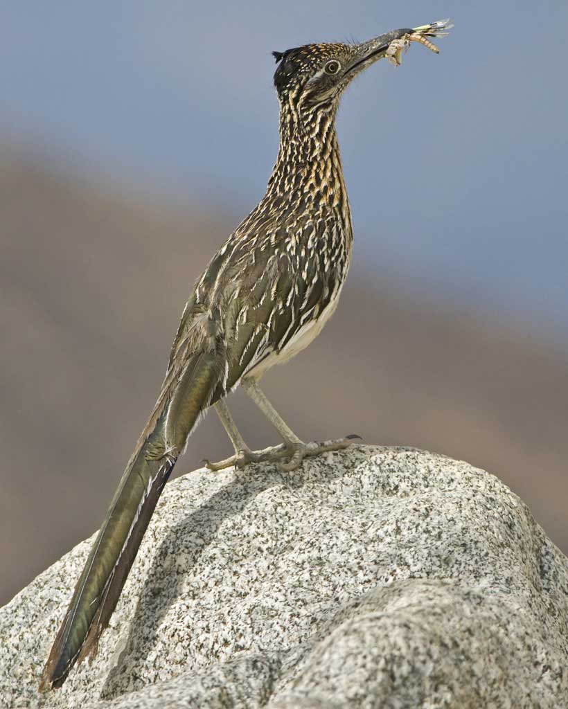 nido de correcaminos