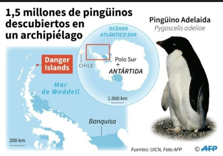 pingüinos Antártico