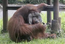 Cambio climático y deforestación agravan inundaciones que afectan a orangutanes en Indonesia Cambio climático y deforestación agravan inundaciones que afectan a orangutanes en Indonesia