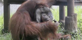 Cambio climático y deforestación agravan inundaciones que afectan a orangutanes en Indonesia Cambio climático y deforestación agravan inundaciones que afectan a orangutanes en Indonesia