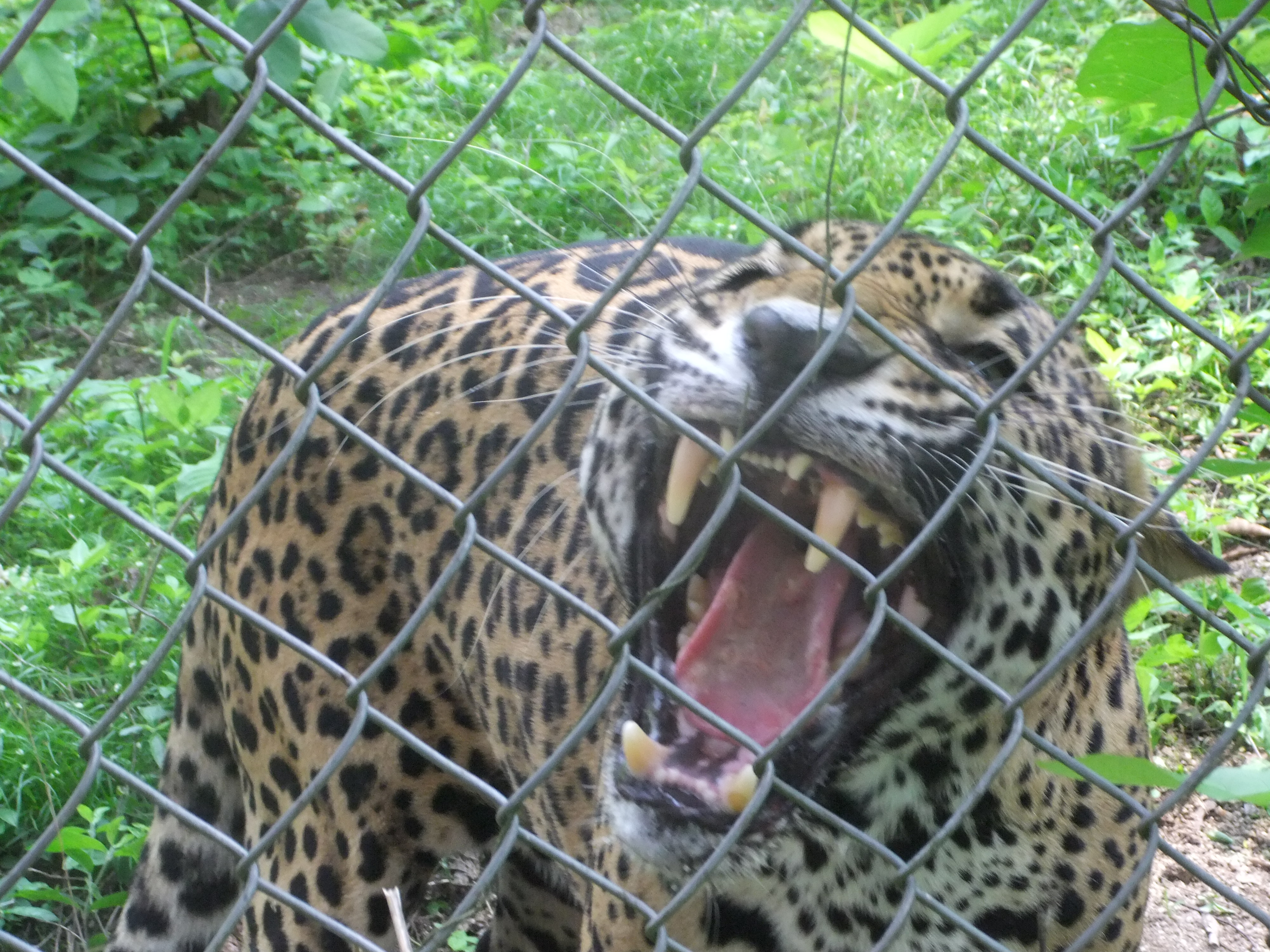 jaguar costa Jalisco