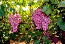 Los viticultores alemanes cosechan muchas menos uvas en 2024